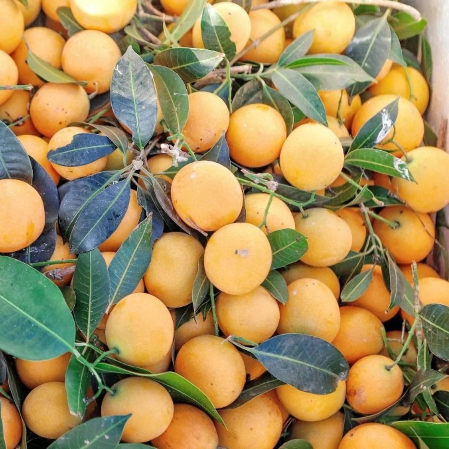 Loquat Tree Plant Live, 10-14'' Tall in Half Gal Pot, Perennial Fruit Plant for Garden or Containers Growing