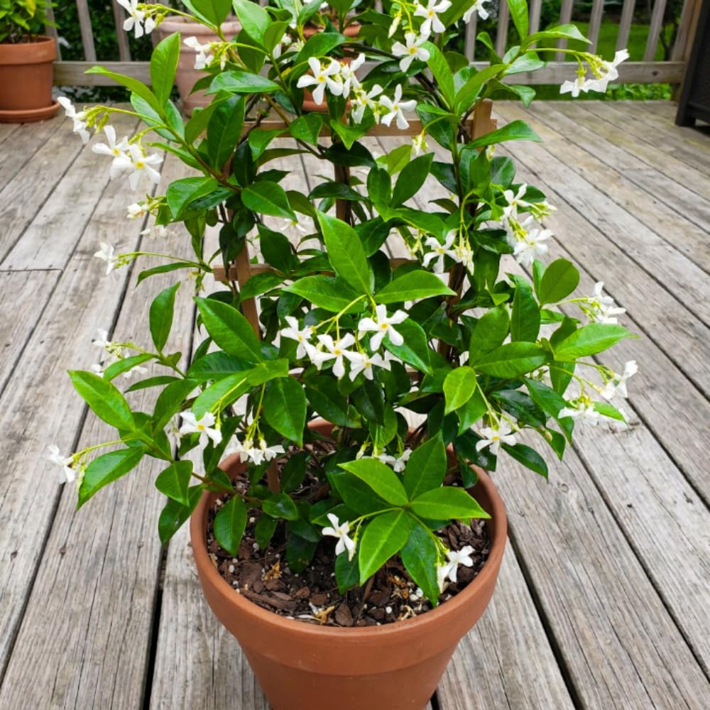Star Jasmine Plant Live, Jasmine Flower Plant, 3-5 Inc Tall, Fragrant Climbing Vine for Indoor Outdoor Growing