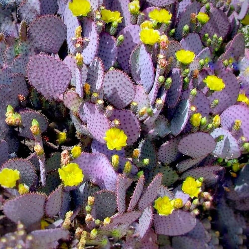 Purple Prickly Pear Cactus Plant Live Potted, 3-5 Inch Tall, Prickly Cactus Live Plant Indoor Outdoor