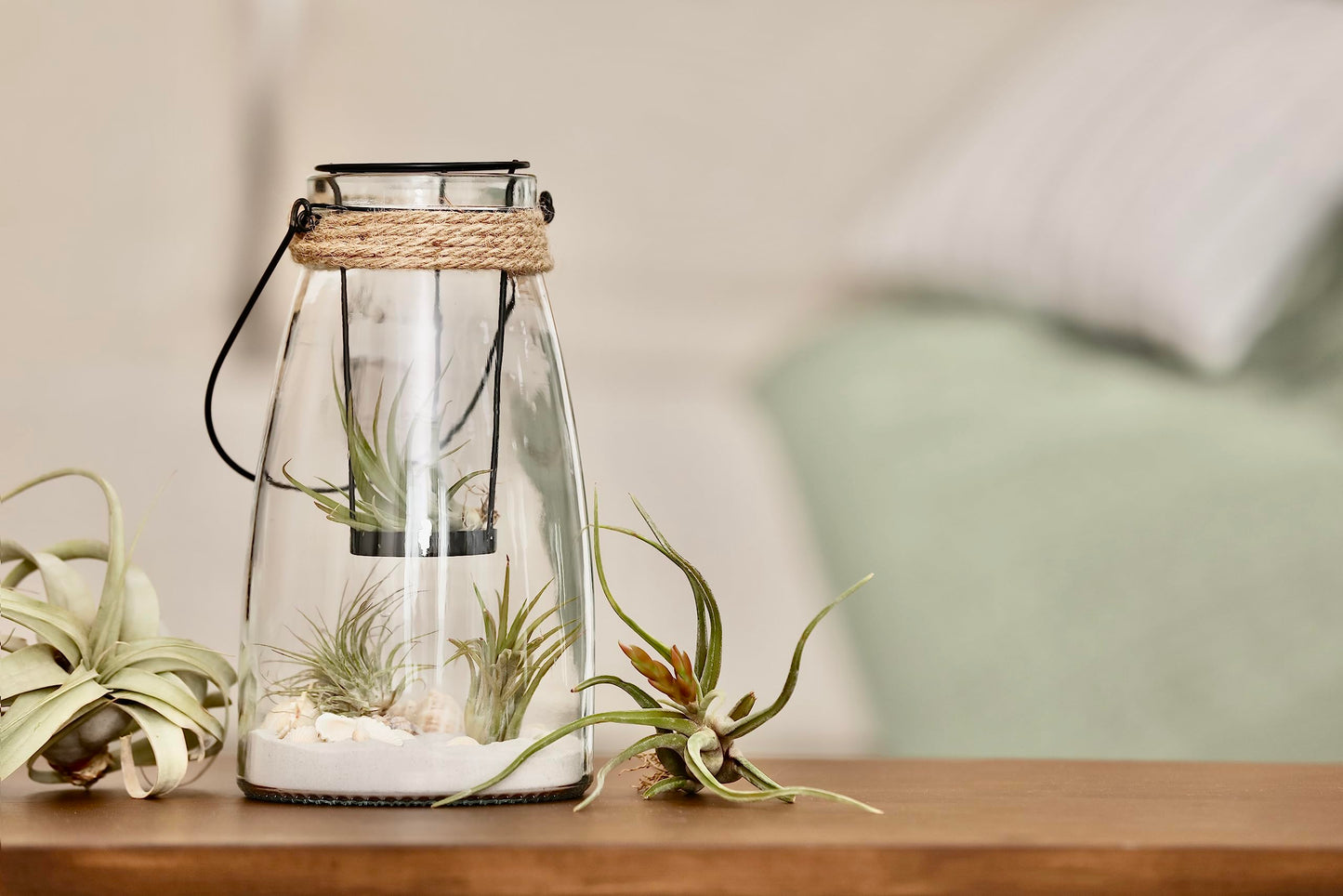 Ionantha Tillandsia Air Plants Live Indoor Plants (10PK), Air Plant Terrarium Plants Live Houseplants, Live Plants Indoor Plant Kit, Easy Care Plants for Air Plant Holder or Garden by Plants for Pets