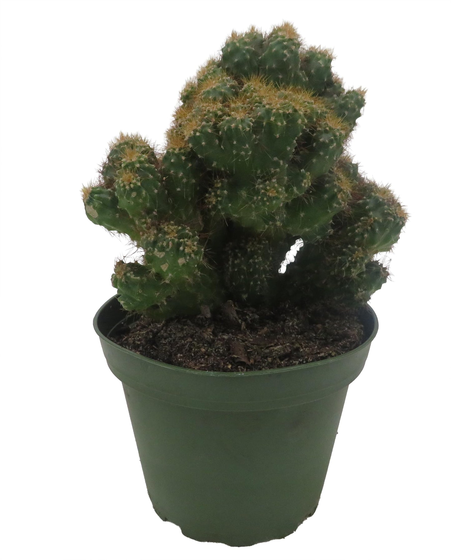 Crested Red Monstrous Cactus - Cereus Peruvianus - Houseplant/Terrarium/Fairy Garden - 4" Pot