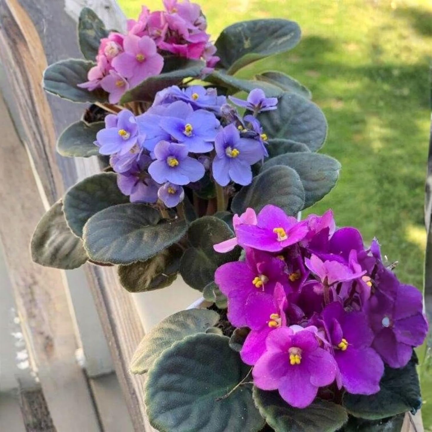 African Violet Plant, Live African Violet Flowers in 4'' Pot, Low-Maintenance Indoor Flowering Plant with Vibrant Blooms (Mix Blooms)