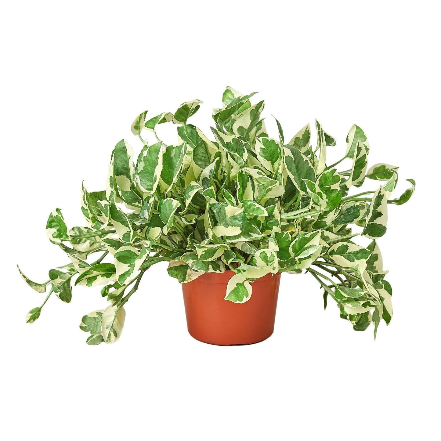 Pothos 'N'joy' | Live Plant for Indoor & Outdoor | for Living Room, Office, Bathroom | (6" Pot, Black Cylinder)