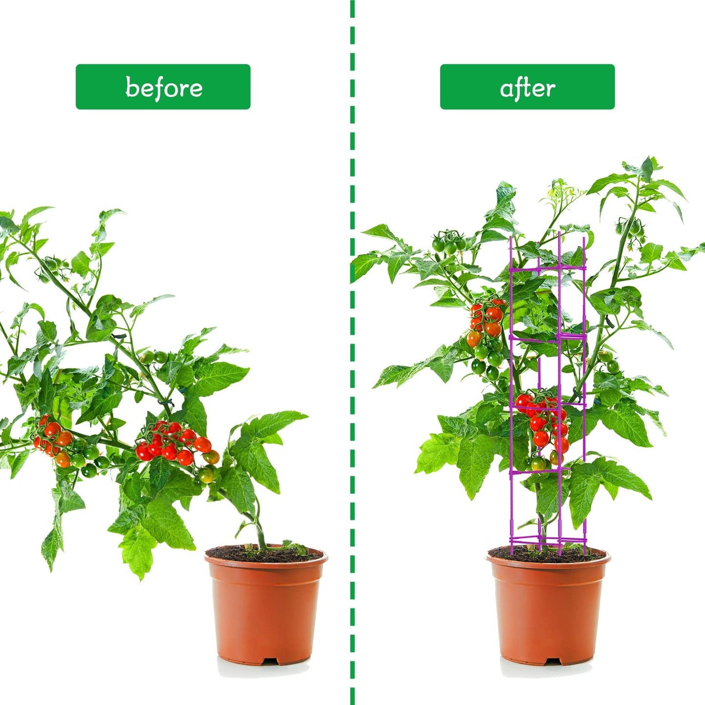 4 Packs Large Tomato Cages for Garden up to 6.5ft Heavy Duty Tomato Plant Trellis with 80 Clips Assembled Plant Support Cages with Adjustable Stake Arms for Vegetables, Climbing Plants (Purple)