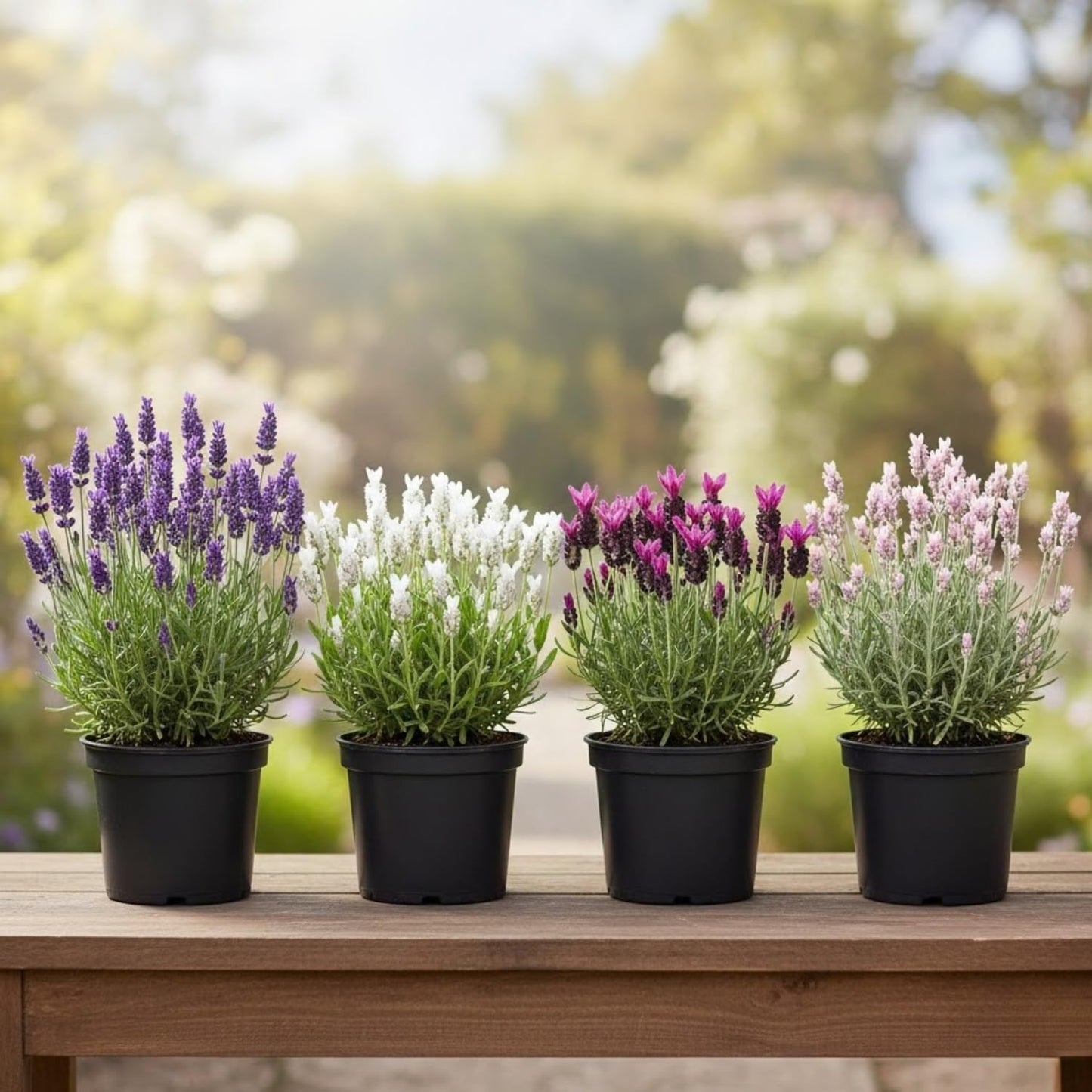 Pack 2 Lavender Live Plants 4-8 Inches, Hardy Fragrant Perennial Outdoor Herb Plant (Assorted Lavender)