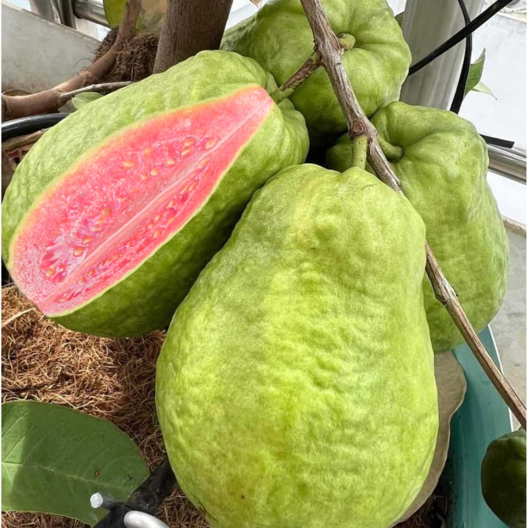 Pink Guava Tree Live Plant, 3 to 6 Inc Tall, Well Rooted, 6 Months Old Guava Tree, Fragrant Guava for Planting, Cold Hardy
