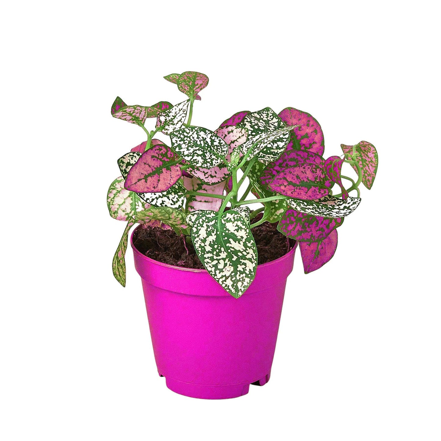 4 Pack Hypoestes 'Polka Dot' in 4in Pot - Live Tropical Houseplant - Easy to Grow | Variegated | USA Growers | The Snobby Leaf
