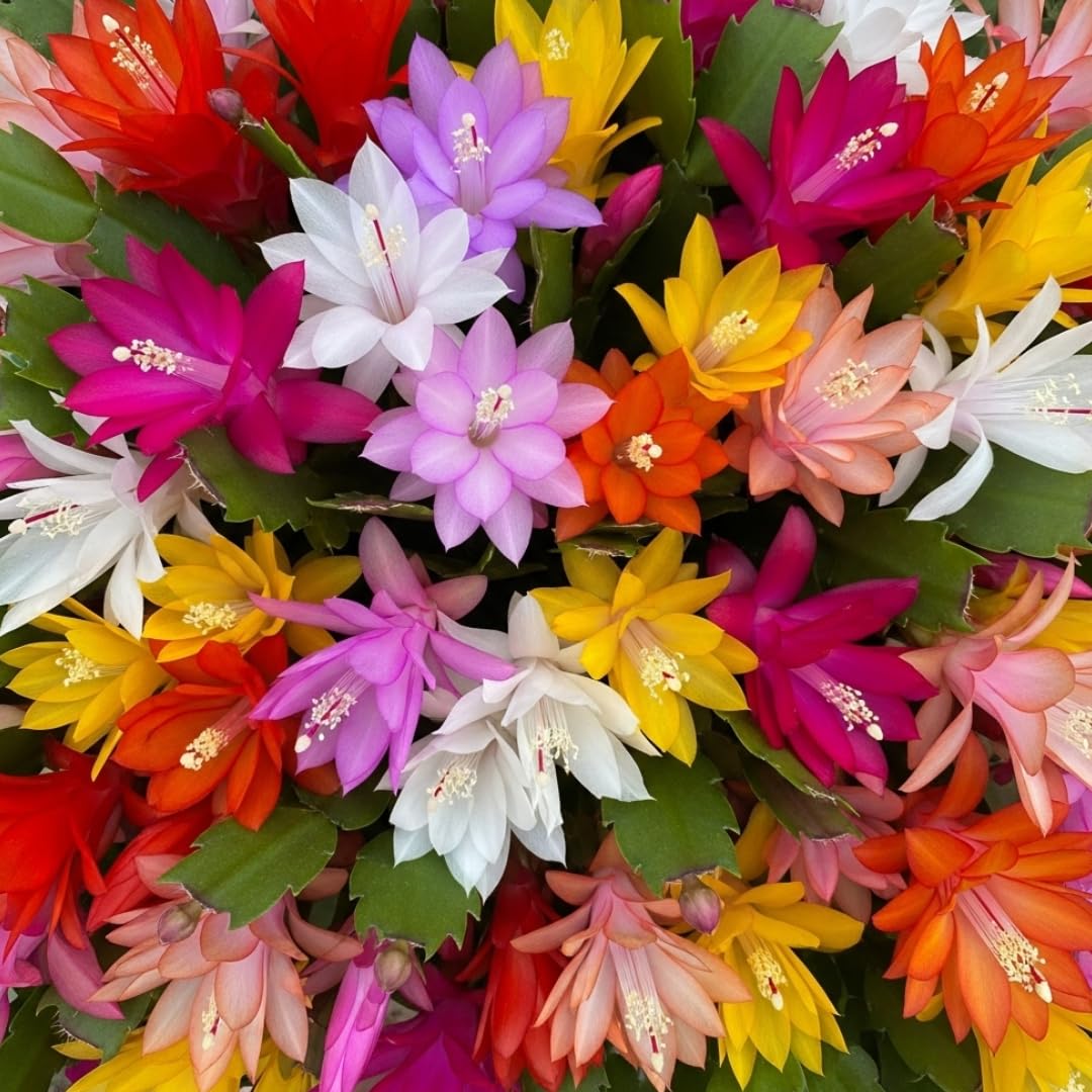 4 Mixed of Easter Cactus Plants Live, Christmas Cactus, False Thanksgiving Cactus Plants Like, Cold Hardy, 5-9" in Tall, No Pot, Assorted Colors - 3