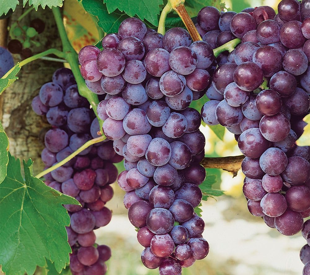 Votaniki Canadice Seedless Grape Vine - Perennial Red Grape Plant Ready for Planting | High Yielding Grape - Fast Growing & Low Maintenance Grape Plant (1 Pack)