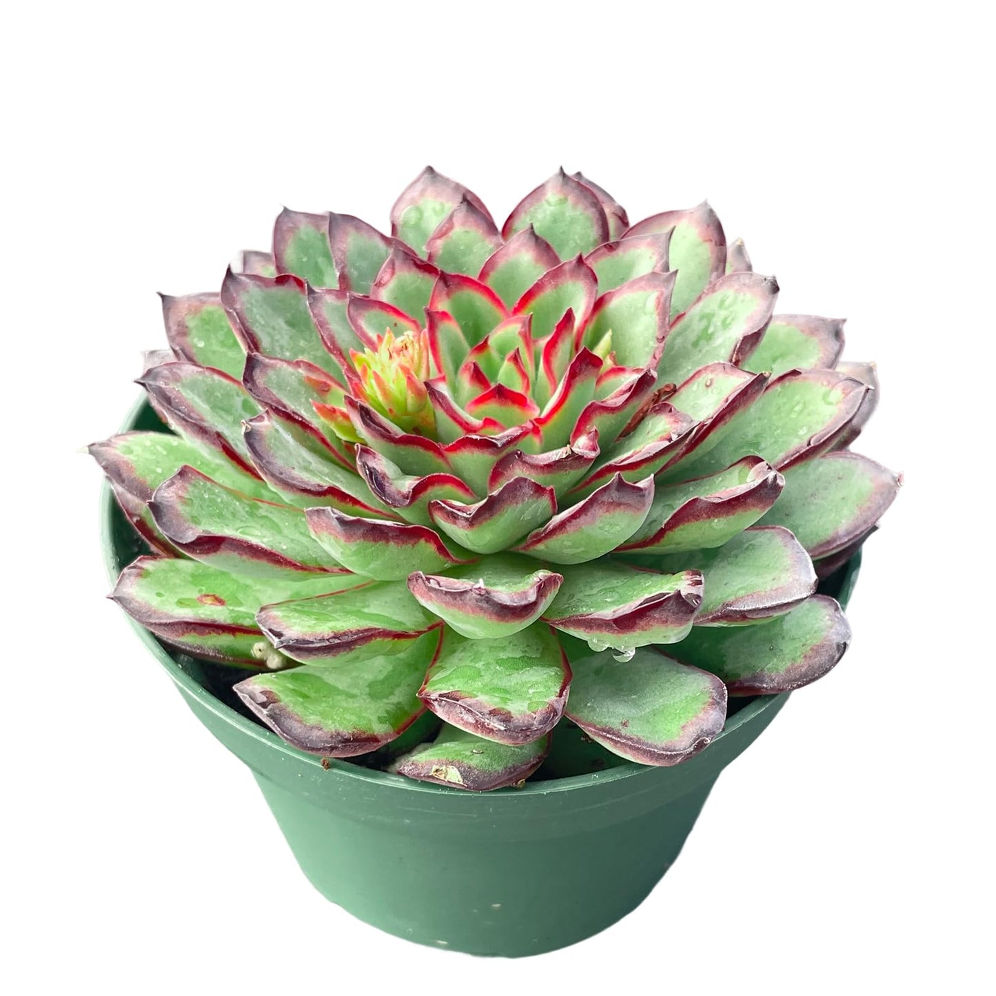 Sprout N Green Echeveria Mexican pulidonis, Live Rare Succulent Potted 4" Planter, Real House Plant for Party Favors Home Indoor Outdoor Garden Wedding Decoration DIY Projects