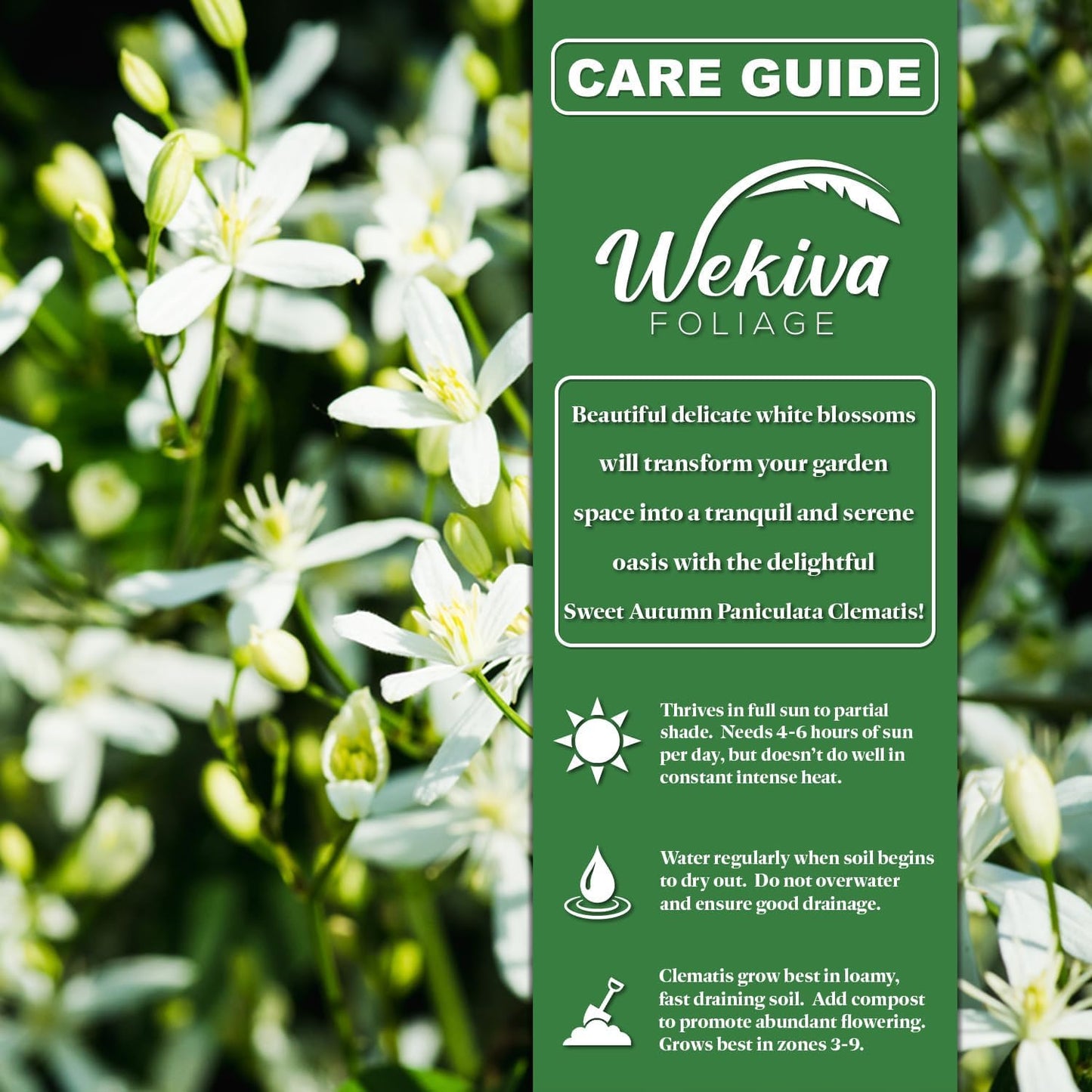 Clematis Sweet Autumn Paniculata - 4 Live Plants in 3.5 Inch Growers Pots - Bold and Beautiful Starter Flowering Vine Ready for The Garden