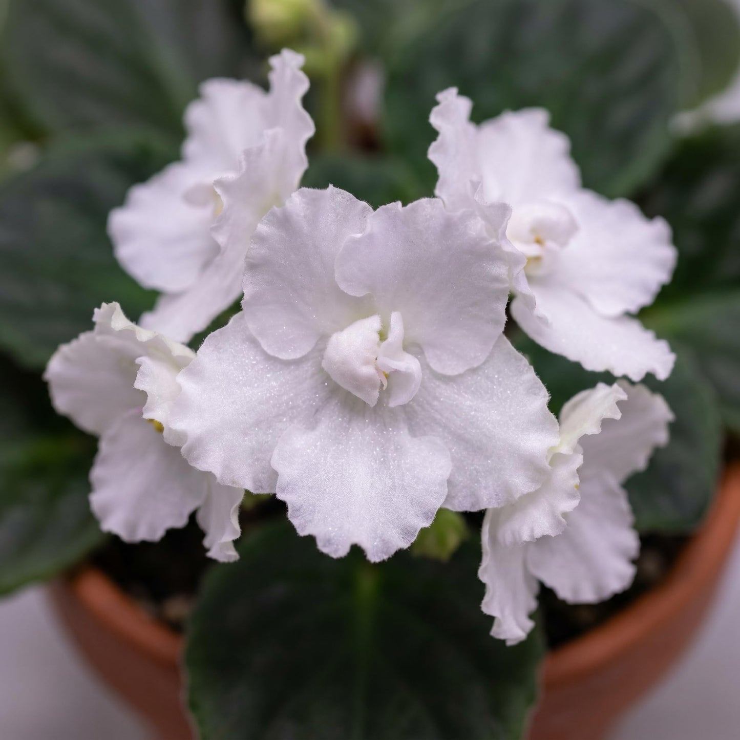 African Violet Plant Live in 4 Inch Pot, Indoor Flowering Houseplant, Compact Blooming Plant for Home or Office (White Blooms)