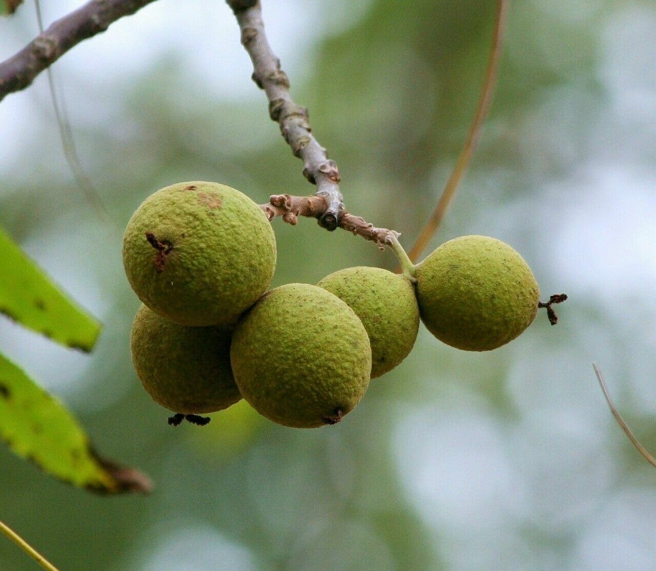 2 Black Walnut Trees - 18-24" Tall - Nut-Bearing Live Plants - Fast Growing Trees - Juglans Nigra - (2 Pack)