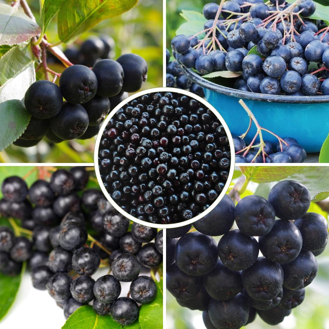 Viking Chokeberry Plant Live, Aronia Plants Shrub Bush, Chokecherry Like, 6 to 12 Inc Plant (Black)