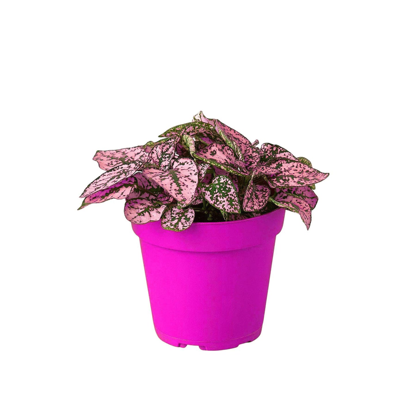 6 Pack Hypoestes 'Polka Dot' in 4in Pot - Live Tropical Houseplant - Easy to Grow | Variegated | USA Growers | The Snobby Leaf