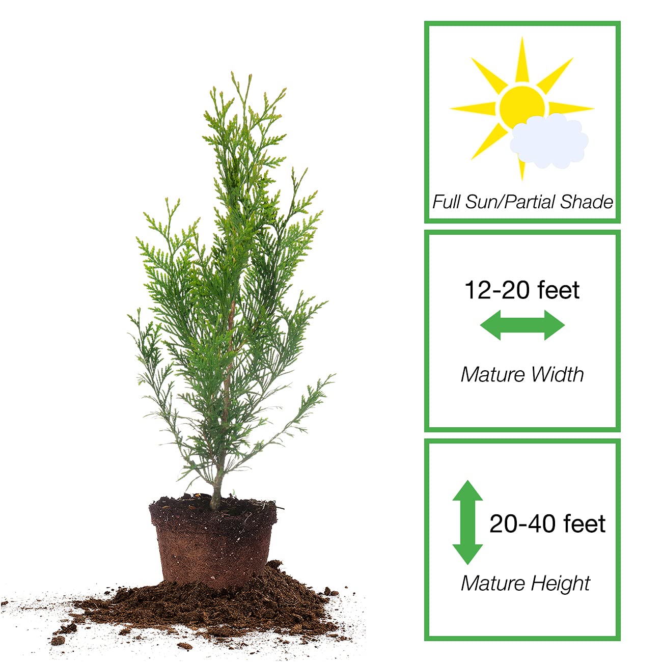 Perfect Plants Thuja Green Giant 2ft. Tall 8-Pack | Privacy Evergreen Arborvitae | Adaptable Lush Green Foliage