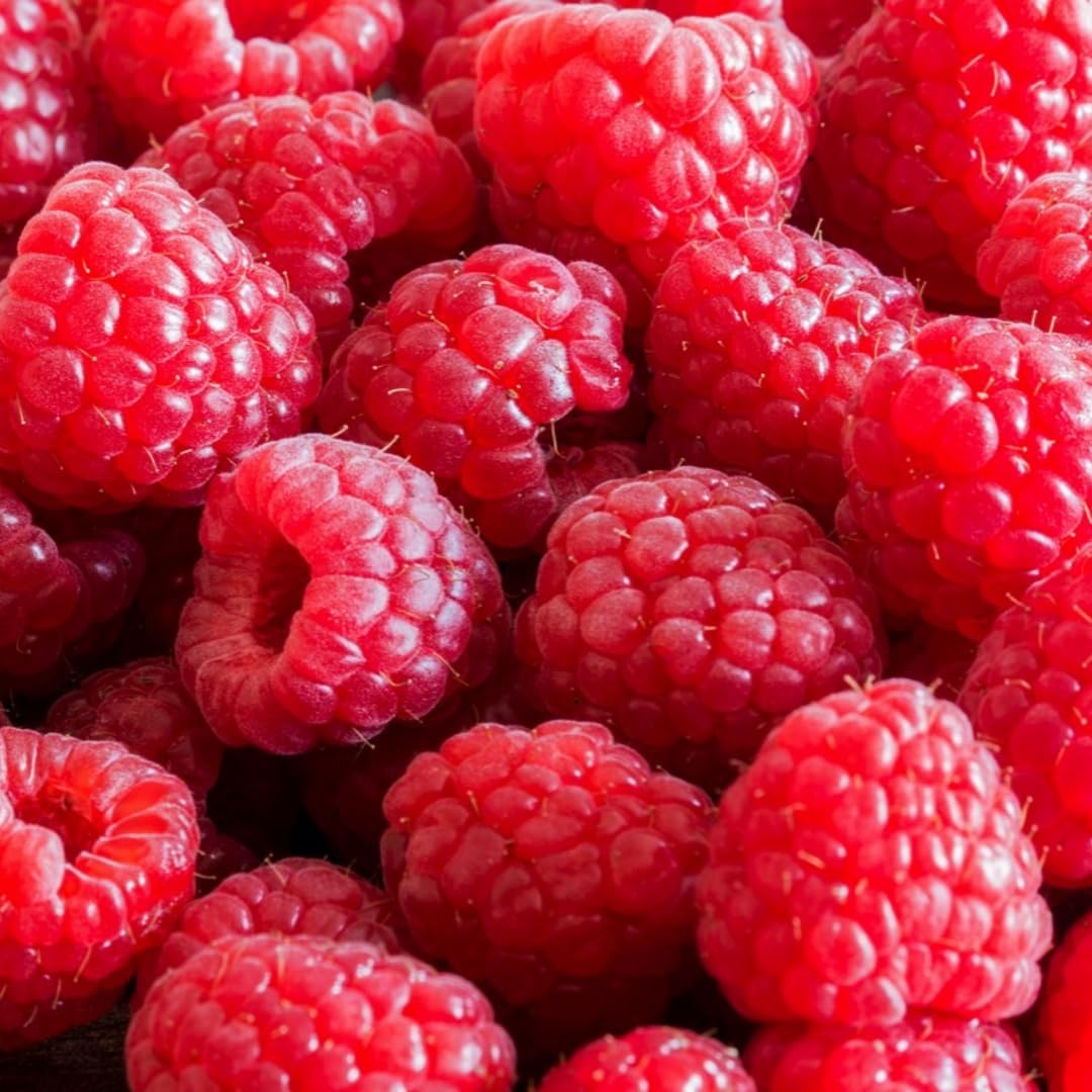 2 Raspberry Plants Live, Red Raspberry Bush for Planting, 4-7" in Tall, Spring Raspberries Cold Hardy