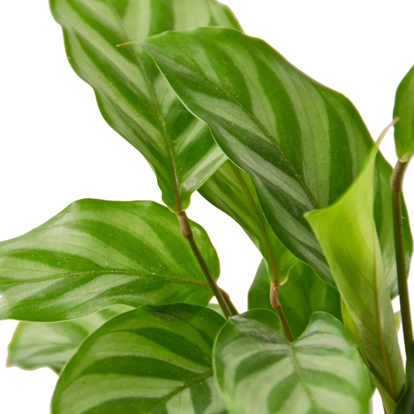 Calathea Coincinna Freddie | Live Plant for Indoor & Outdoor | for Living Room, Office, Bathroom | (6" Pot)