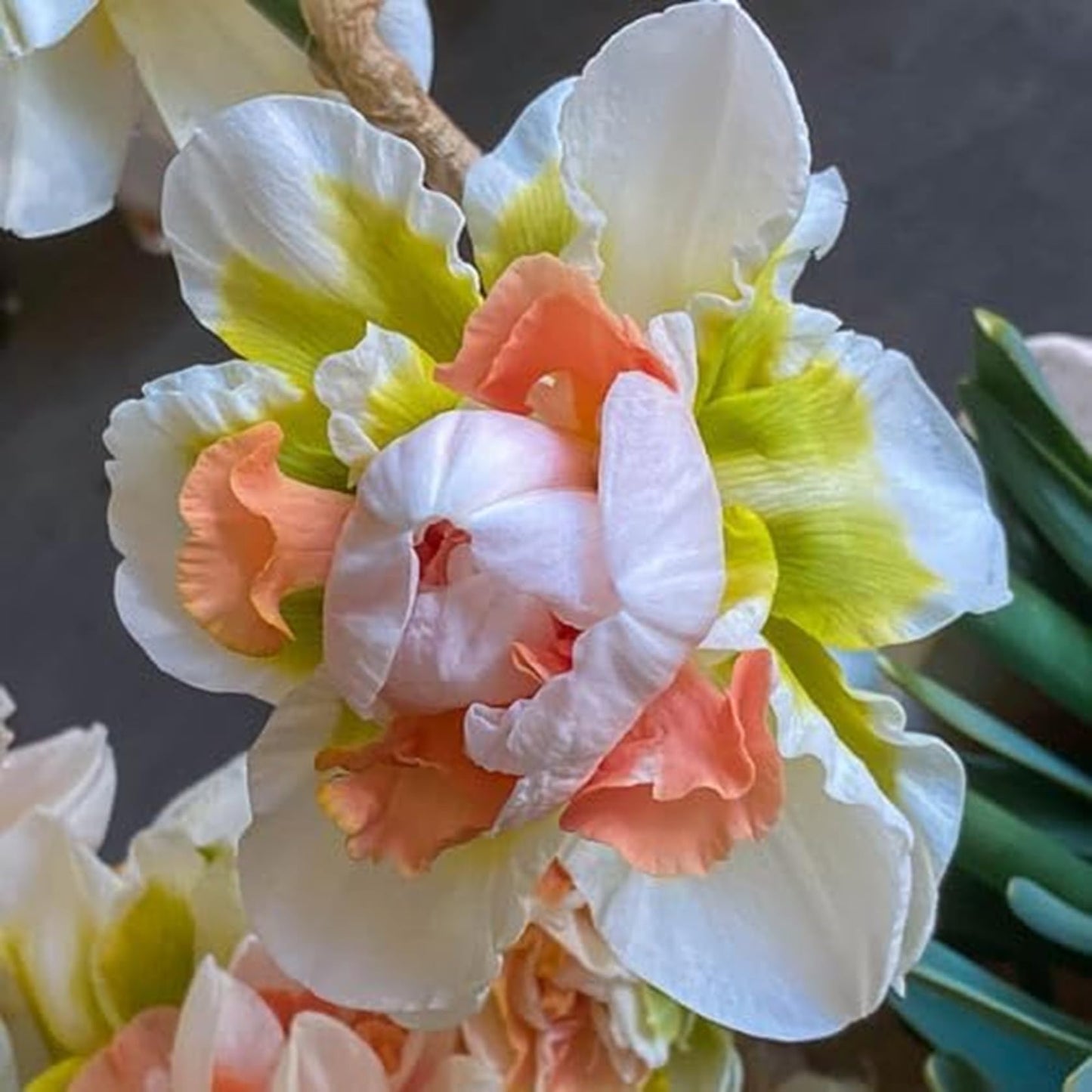 Cupids Embrace Double Daffodil Bulbs for Planting - Top Size Bulbs - Stunning Colors (10 Bulbs)