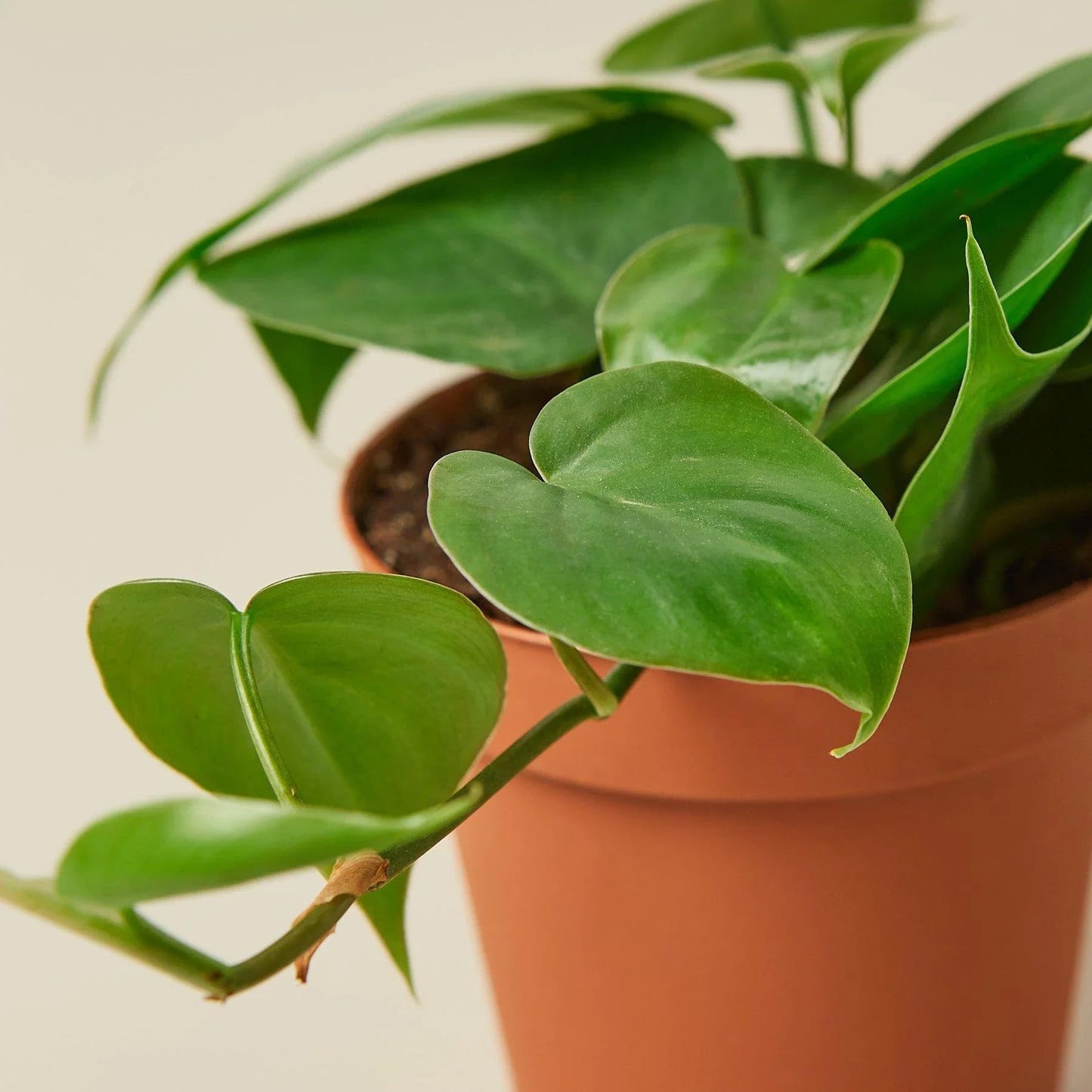 Philodendron Cordatum Heartleaf | Live Plant for Indoor & Outdoor | for Living Room, Office, Bathroom | (4" Pot)