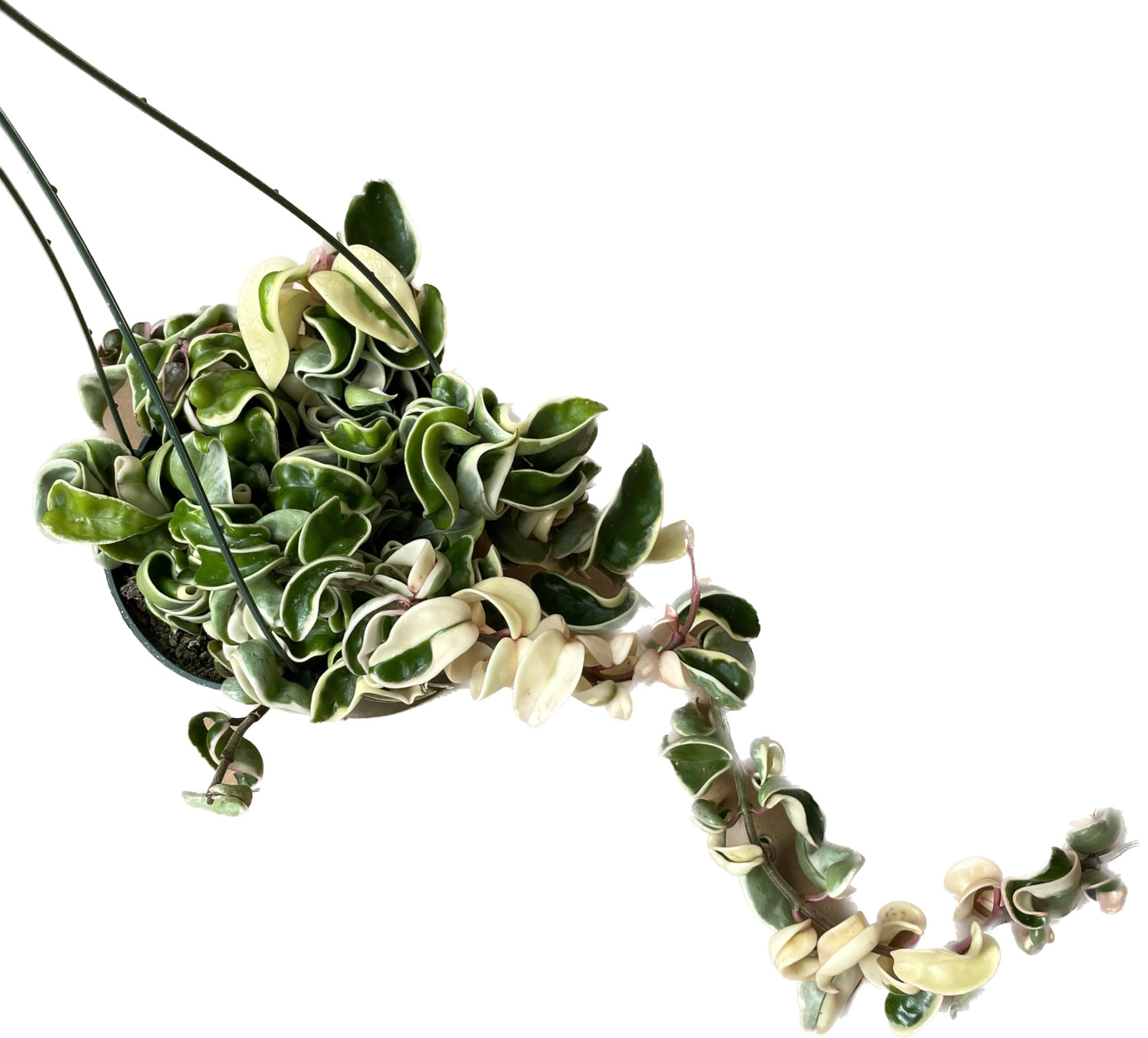 Variegated Hoya Compacta aka Hoya Hindu Rope Variegated Available in 2", 4", and 6" Pot Live Hoya Plant Prime Plants California (2 Small Plants/Stems, 4" Pot)