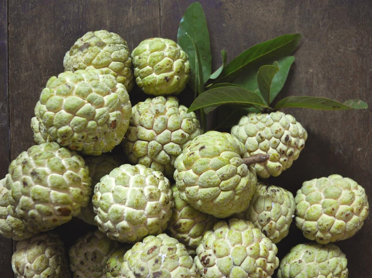 Green Sugar Apple Plant Live for Planting, Annona Squamosa Tree Live Plant 2 to 3 Feet Tall in 3 Gallon Pot, Sweet Custard Apple Fruit Tree Outdoor Garden, Can't Ship to CA