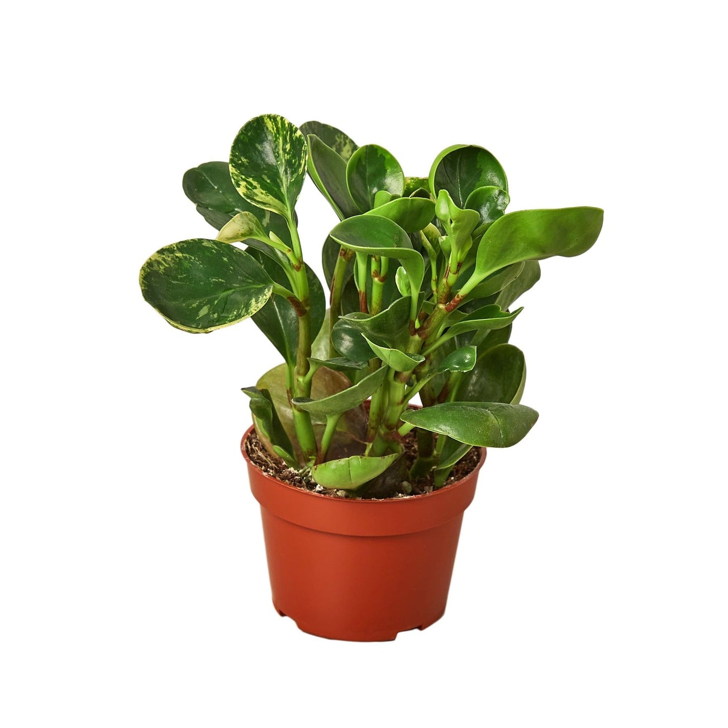 Peperomia Marble | Live Plant for Indoor & Outdoor | for Living Room, Office, Bathroom | (4" Pot)