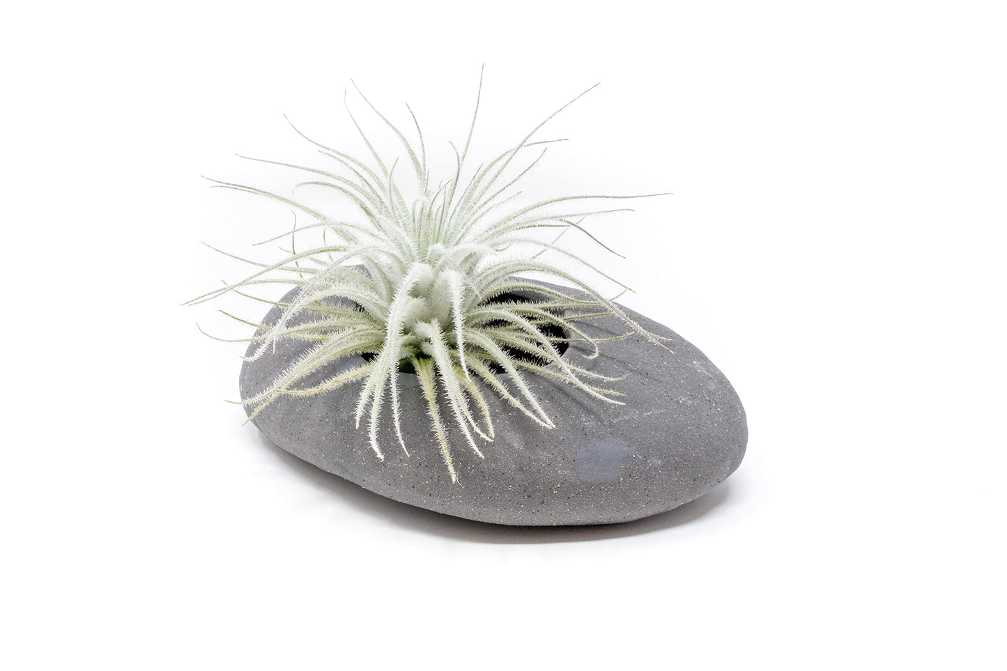 Air Plant Shop 10 Pack Rare Tectorum Ecuador Air Plants - Unique, Bright White, Nursery-Grown Tillandsia House Plant with Fuzzy Trichomes for Terrariums, Driftwood & Living Walls - Wholesale