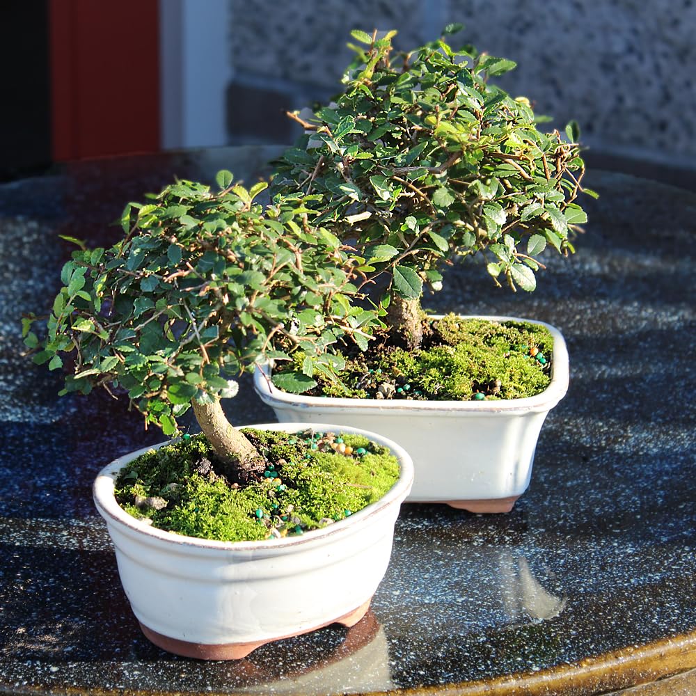 Brussel's Bonsai Live Chinese Elm Bonsai Tree, Outdoor, 2 Pack - Small, 5 Years Old, 6 to 8 inches Tall - Includes Decorative Ceramic Bonsai Pots
