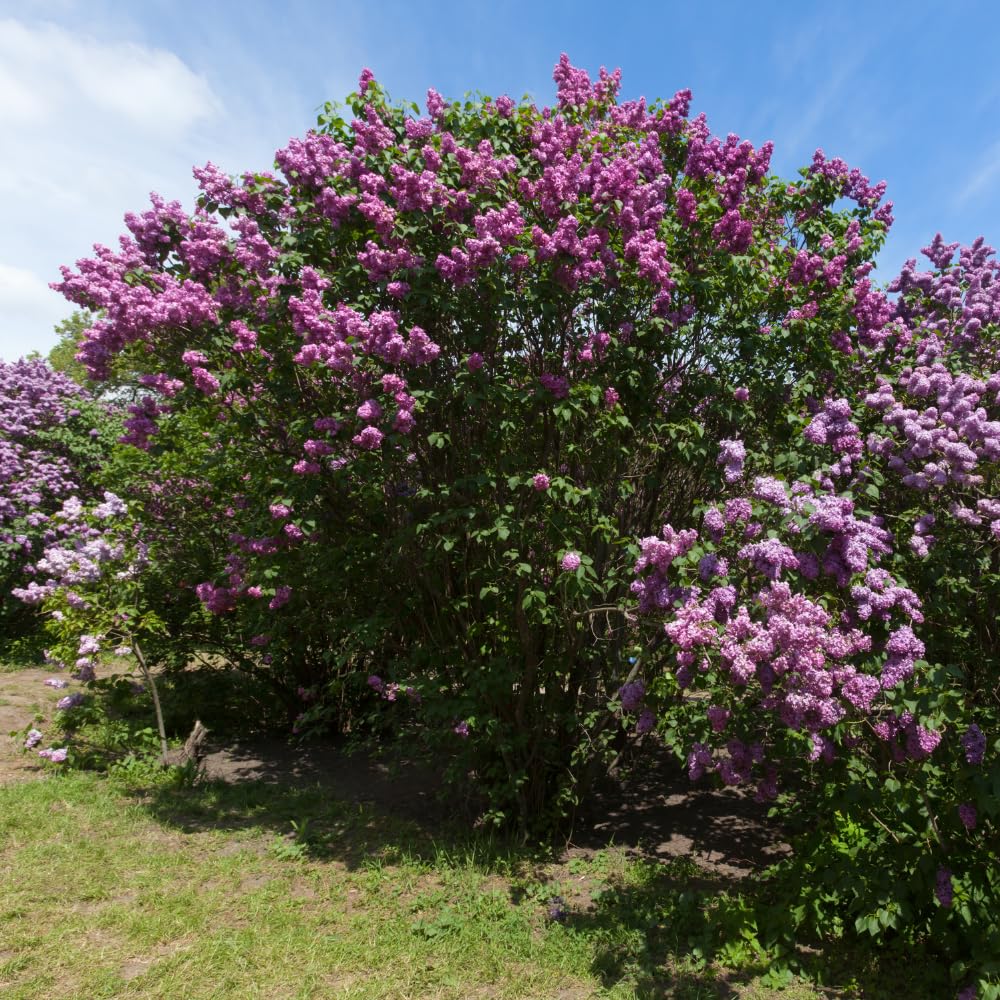 Lilac Tree Live Plant, Dark Purple Lilac Bushes Live Plant, Quart Pot, Dormant in Winter