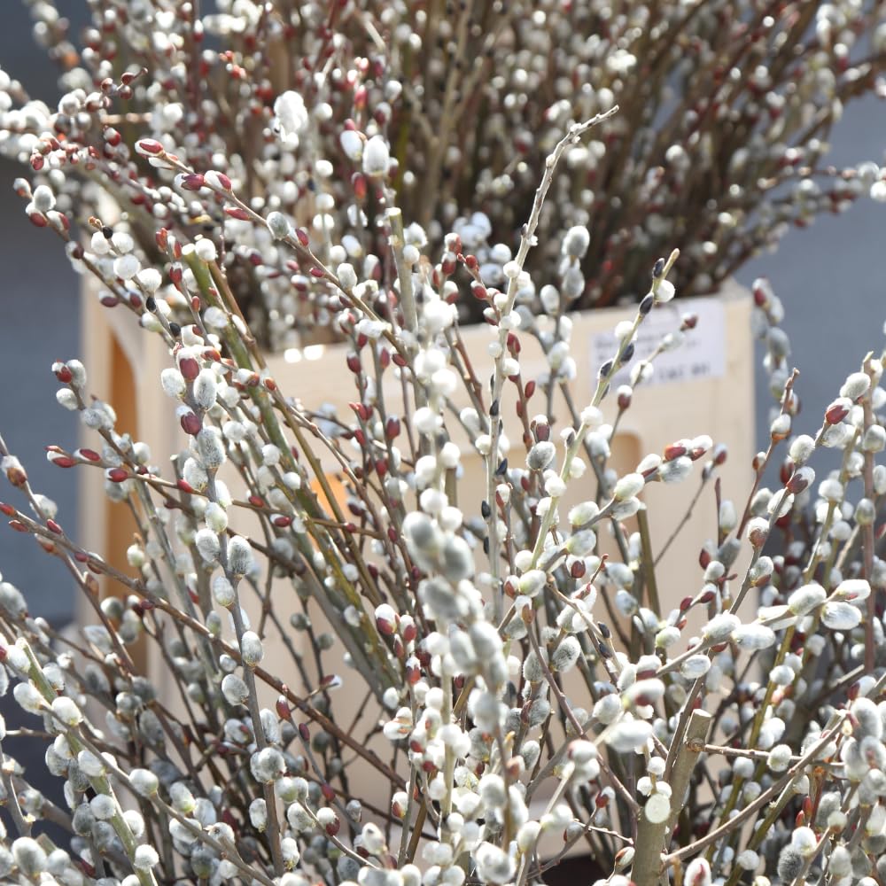 Live Pussy Willow Plant, 1 Year Old Pussy Willow in Gallon Pot, Hardy Ornamental Shrub, Winter Dormant