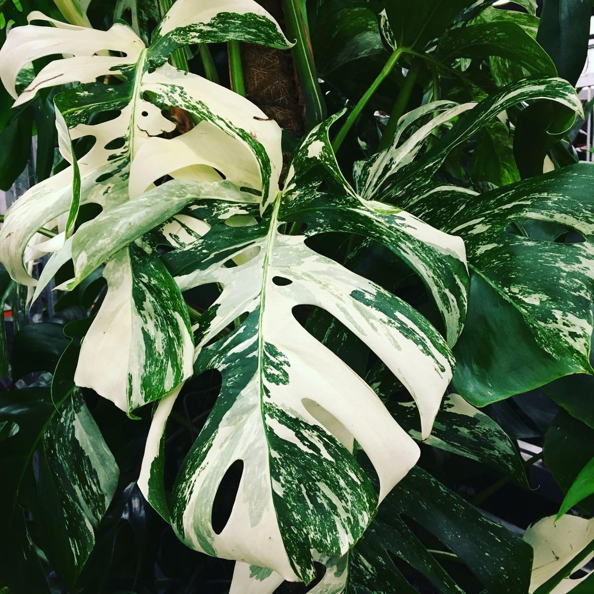 300+ Monstera Deliciosa Seeds for Planting Outdoor-Grow Your Own Rare Indoor Garden