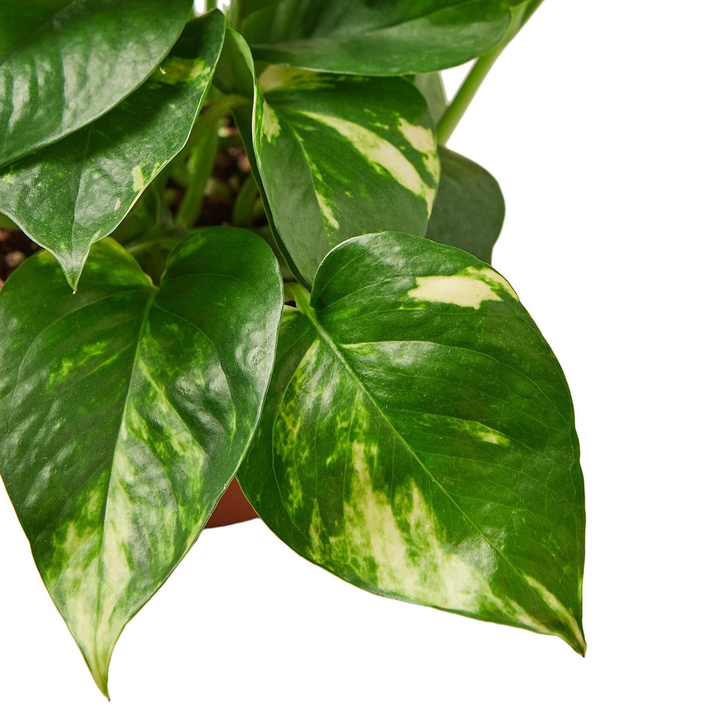 Pothos Golden Live Plant for Indoor | Different Houseplants in 4'' & 6'' Pot | Real House Plant for Living Room, Office, Desk & Bathroom | Epipremnum Aureum | Devil's Ivy