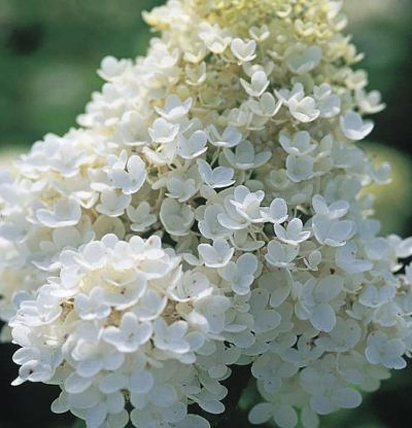 Live Plant - PG (Pee Gee) Hydrangea Shrub/Bush - 12" Tall Seedling - Live Plant - 4" Pot