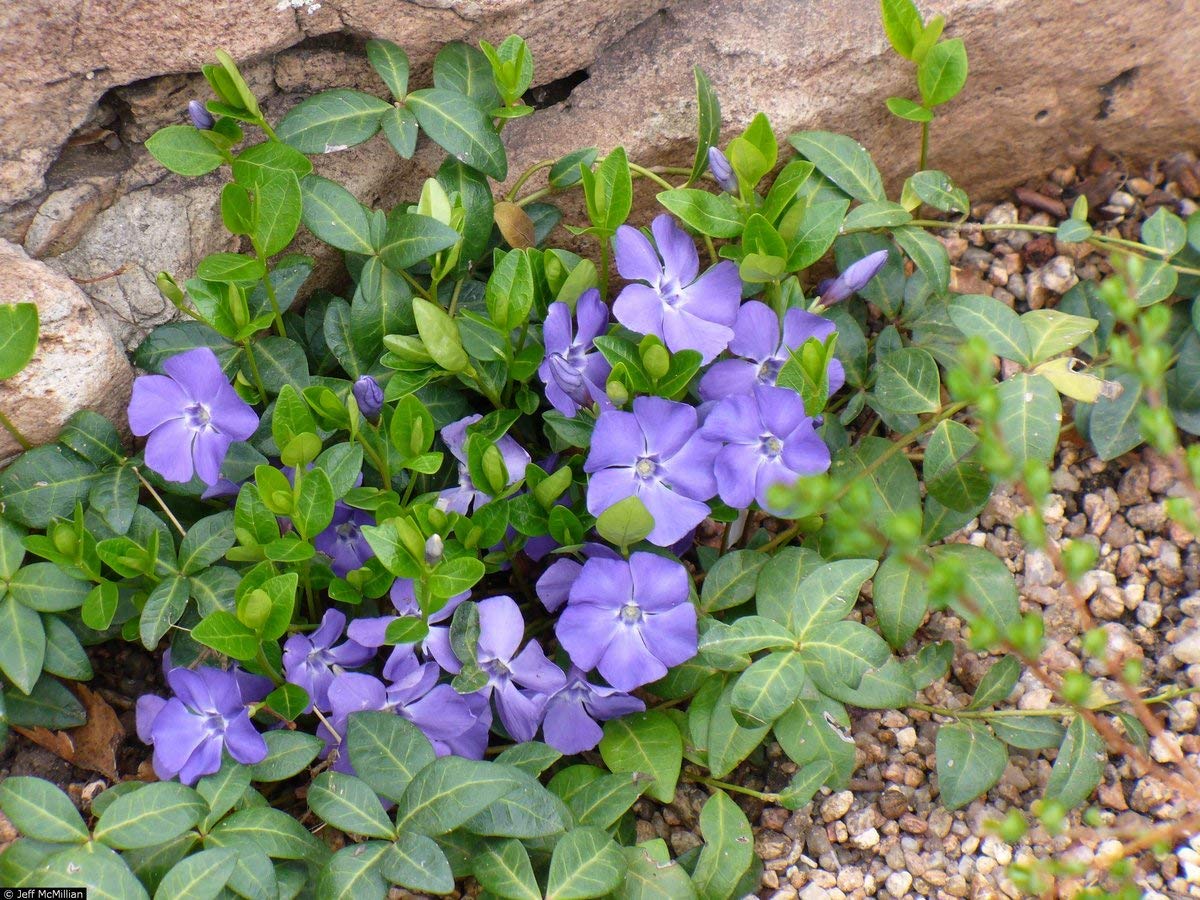 50 Plants Vinca Minor Hardy Perennial Ground Cover