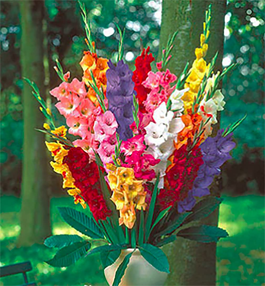 5 Rainbow Gladiolus Mix Bulbs
