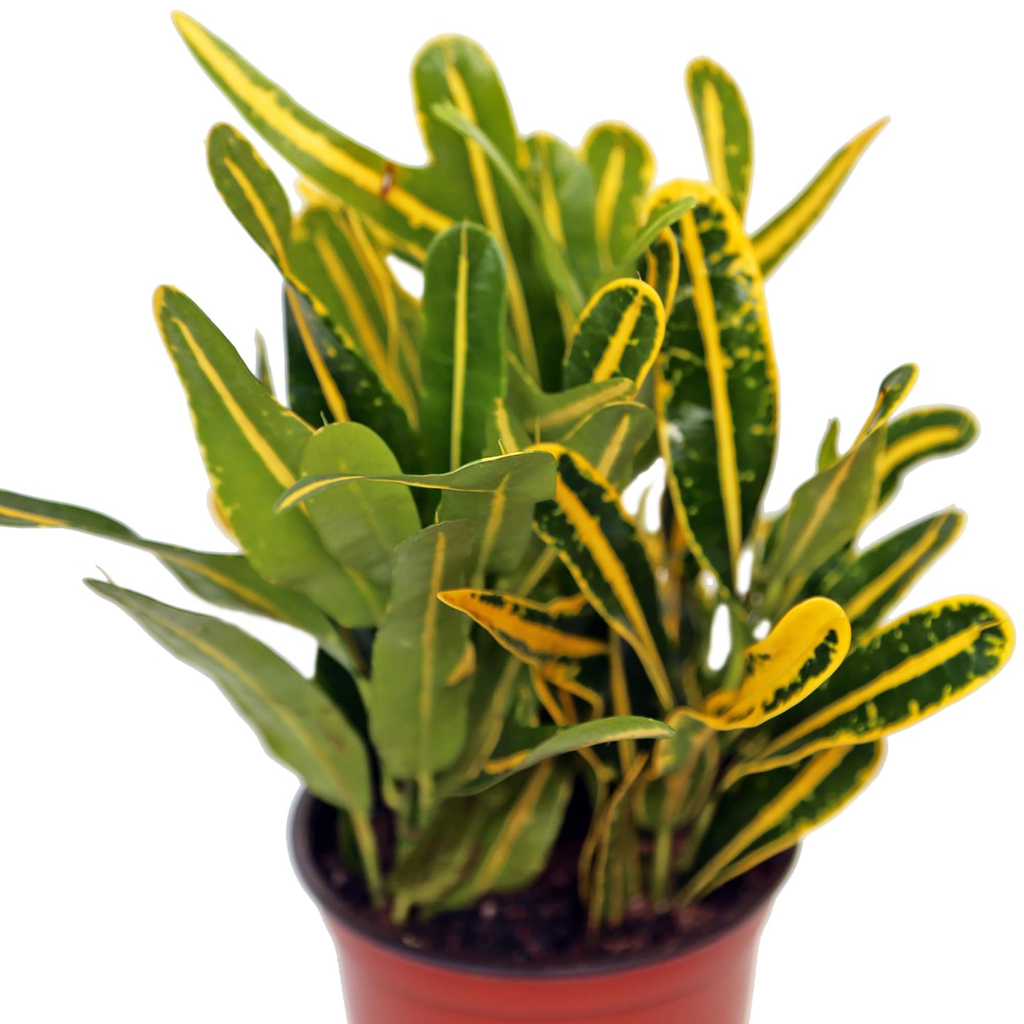 Live Croton Banana, Indoor Potted Houseplant, Christmas Gift for Co-Worker, Housewarming Gift for The First Home, Variegated Plant, Mother's Day Gift, Office Gift in 4" Pot