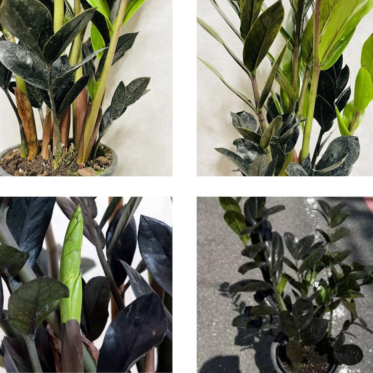 Live Black ZZ Plants, Black ZZ Plant Live Houseplants for Planting Indoor 3 Inch Pot