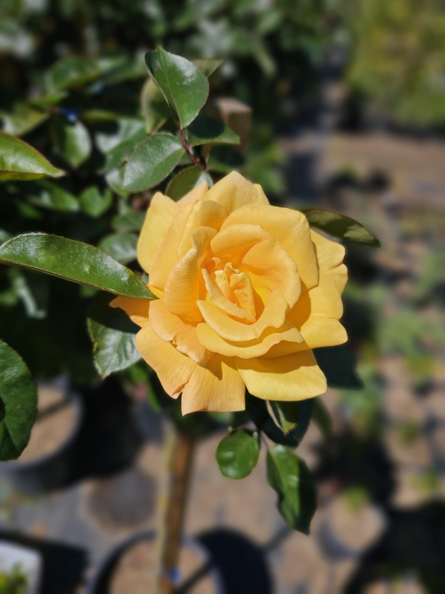Rose Tree, Live Flowering Plant, 4-5 ft Tall, Reblooming All Year, 5 Gallon Pot (Oregold Rose - Hybrid Tea - Lightly Fragrant (Golden Yellow), 5 Gallon)