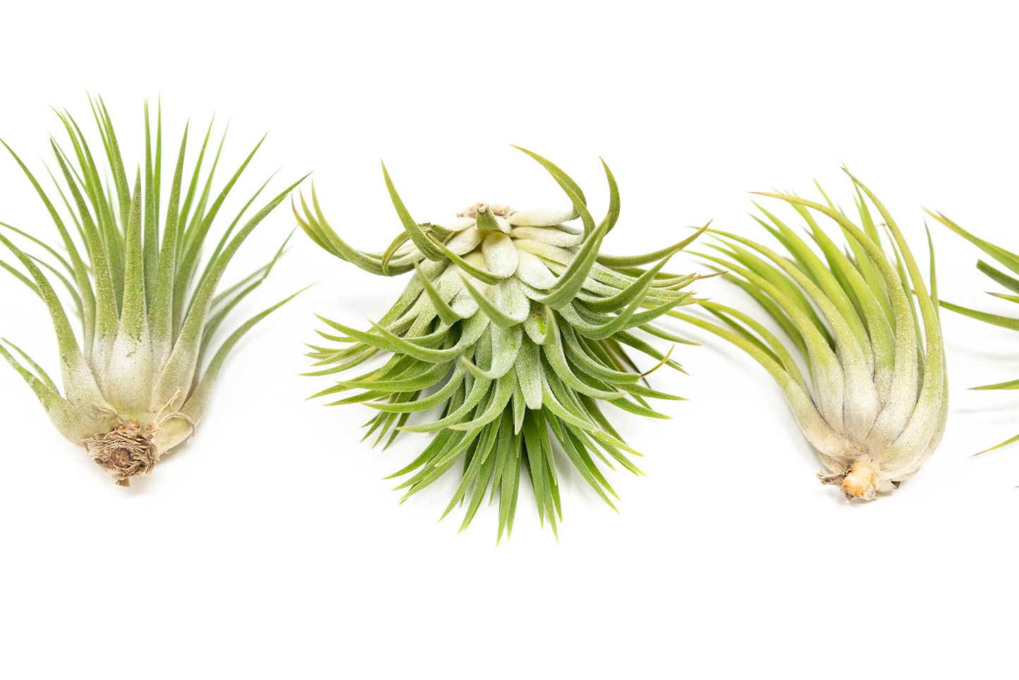 5 Pack Assorted Large Ionantha Rubra Air Plants - Live Succulent House Plants - Available in Wholesale and Bulk - Home and Garden Decor - Easy Care Indoor/Outdoor Air Plant
