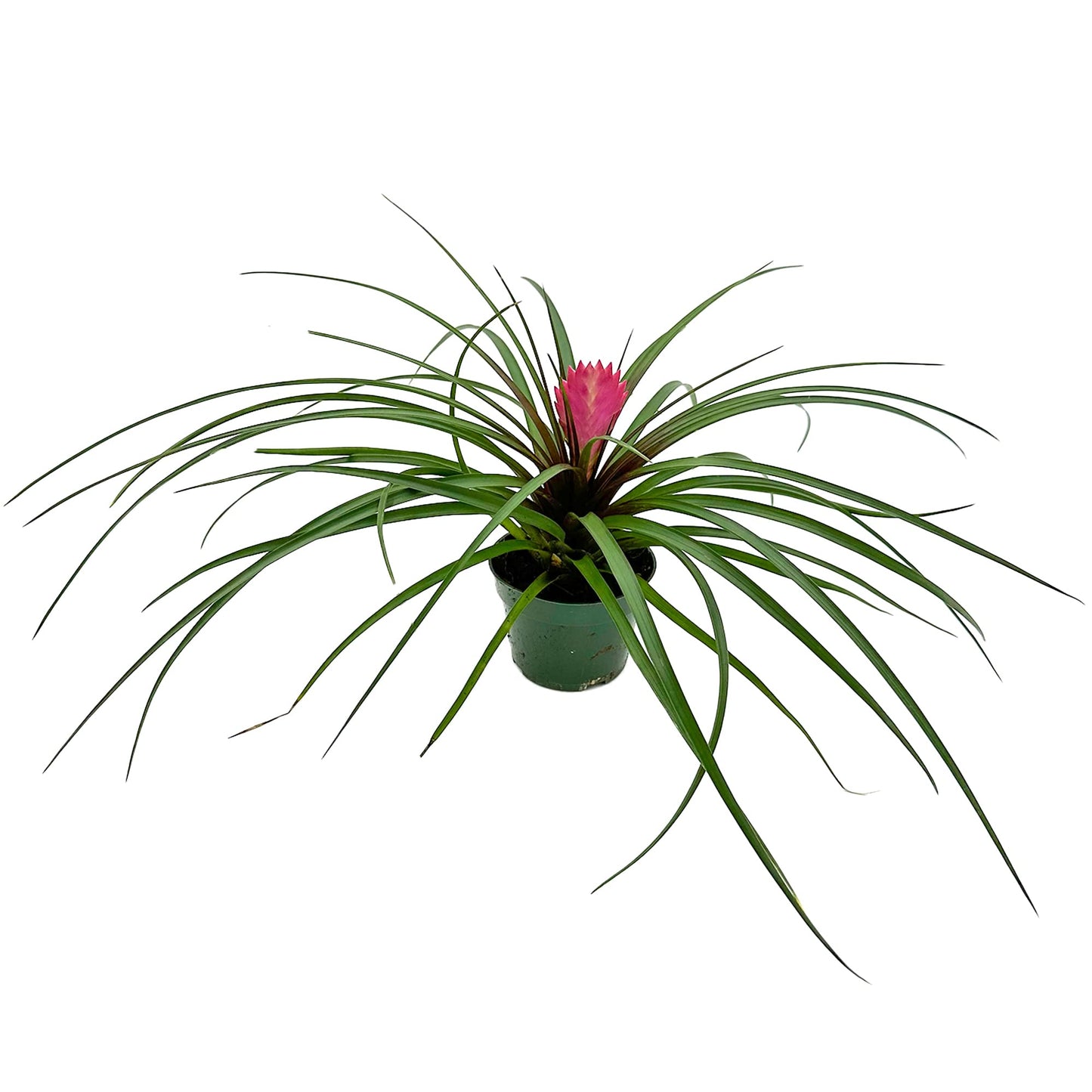 Live Air Plants – Flowering Tillandsia Cyanea, Giant 15-18" in a 4" Growers Pot - 1ct - Live Arrival Guaranteed - House Plants for Home Decor & Gift