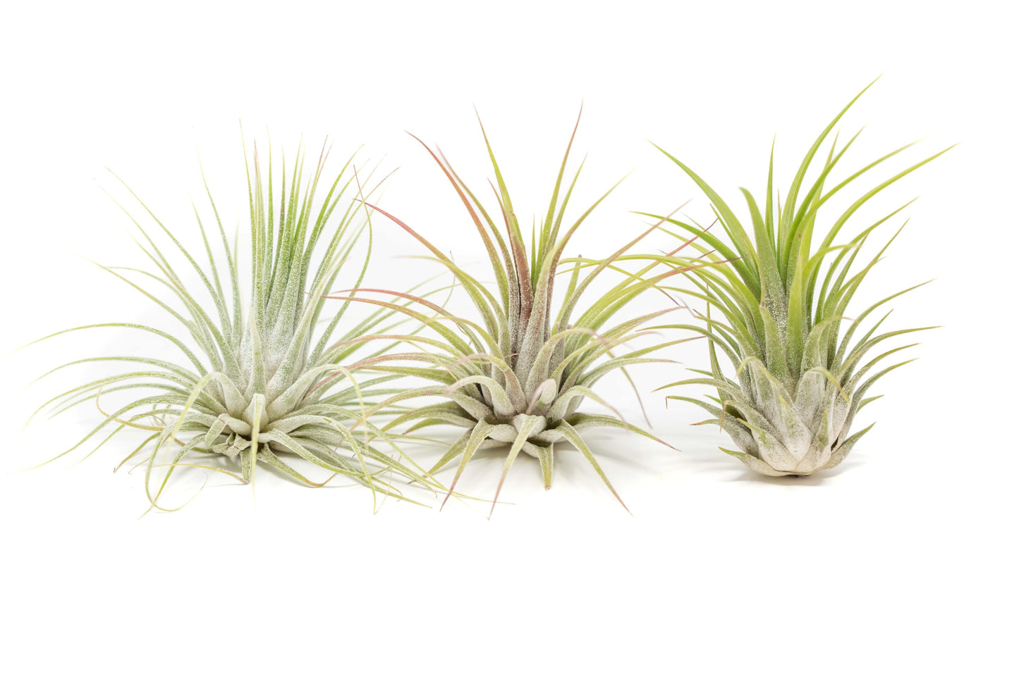 Air Plant Shop 10 Pack XL Tillandsia Ionantha Guatemala- Wholesale and Bulk - Succulents - Live Tillandsia - Easy Care Indoor and Outdoor House Plants