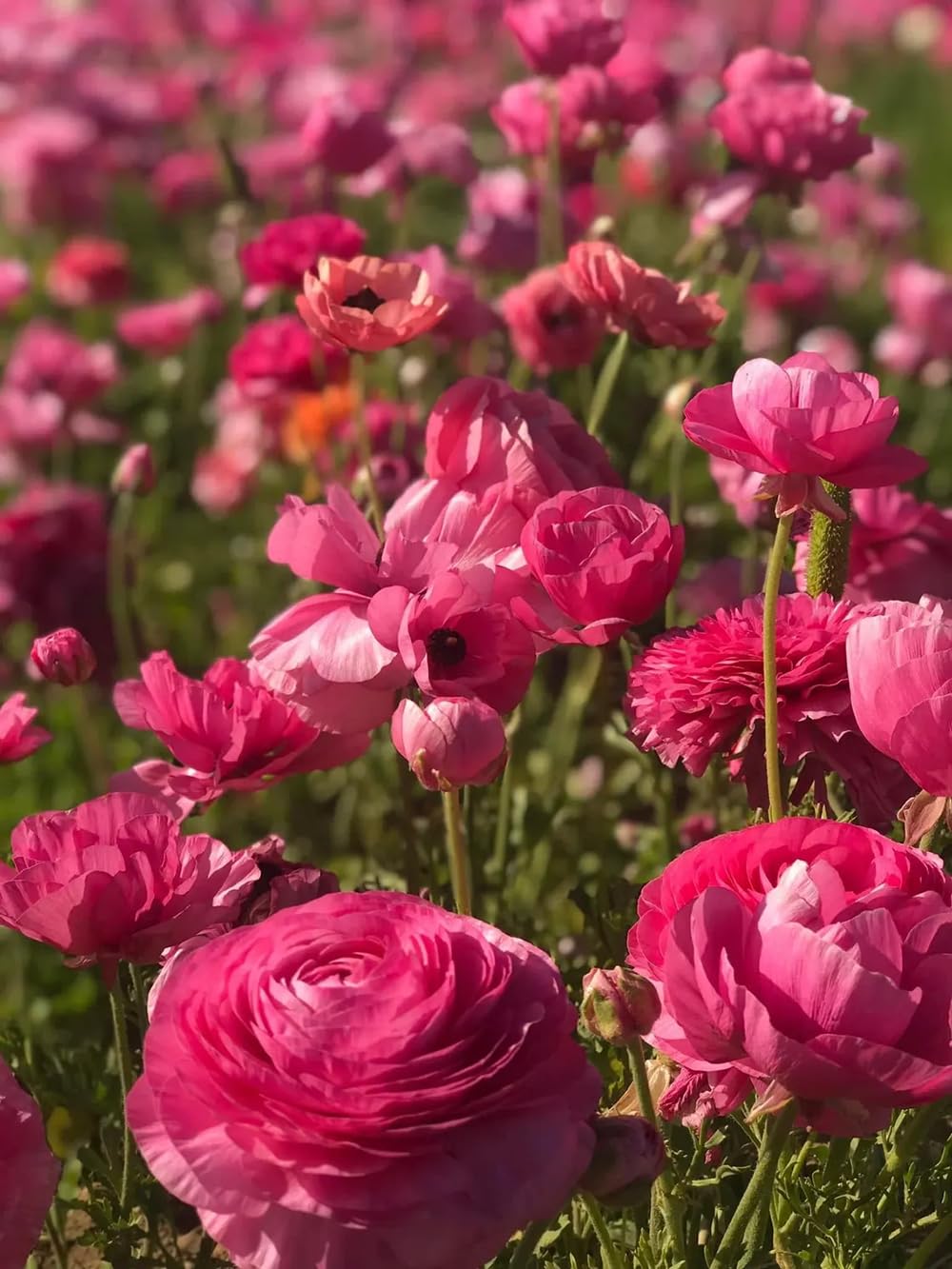 10pcs Peony Ranunculus Bulbs Mixed Corms Flower Bulb Garden Blooms Planting (Mixed)