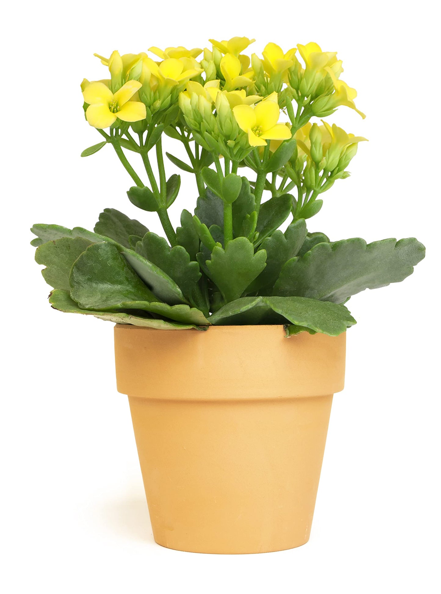 Kalanchoe Plant Succulents Plants Live Houseplants, Live Succulents Live House Plants in Clay Pots, Succulent Plants Live Plants Indoor Plants, Live Succulent Plant Lover Gifts by Plants for Pets