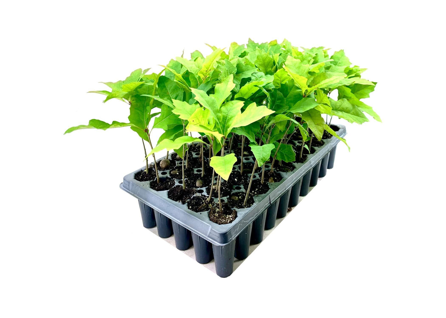 Shumard Red Oak | 3 Live Trees | Quercus Shumardii | Drought Tolerant Weather Resistant Shade Planting