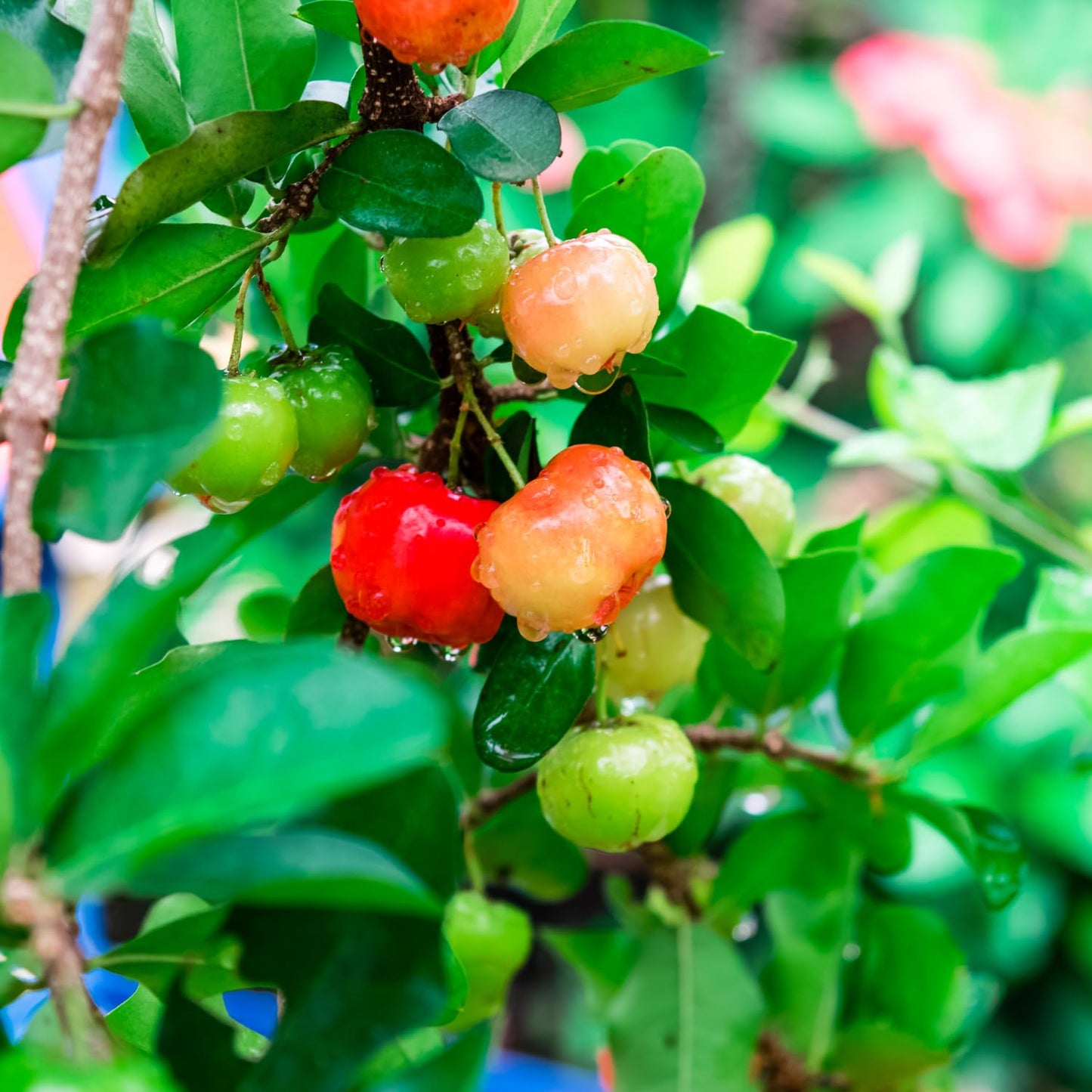 Barbados Cherry Tree Live Plant for Planting, 4-8 Inch Tall, Acerola Barbados Cherry Plant Live Ready to Grow Outdoor, Ship No Pot