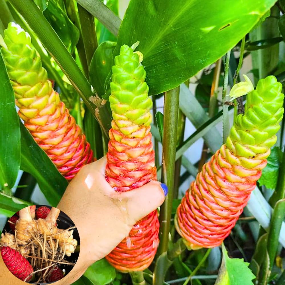 4 Awapuhi Shampoo Ginger Roots to Grow, Zingiber Zerumbet Fresh Ginger Rhizomes, Ginger Lily Red Pinecone Ginger Roots Perennial Garden