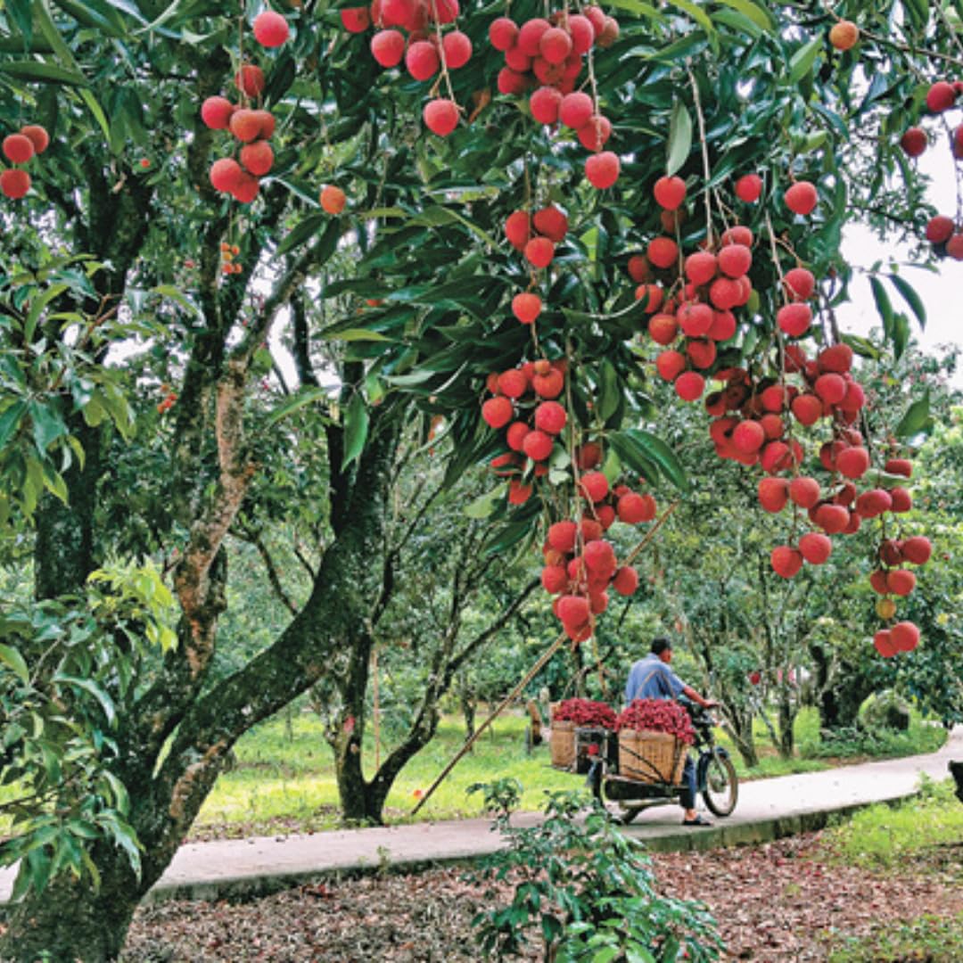 Lychee Fruit Tree Plant, Half Gallon Pot, Lychee Plant Live Sweet Fruit Plant, 10 to 11 Inc Tall