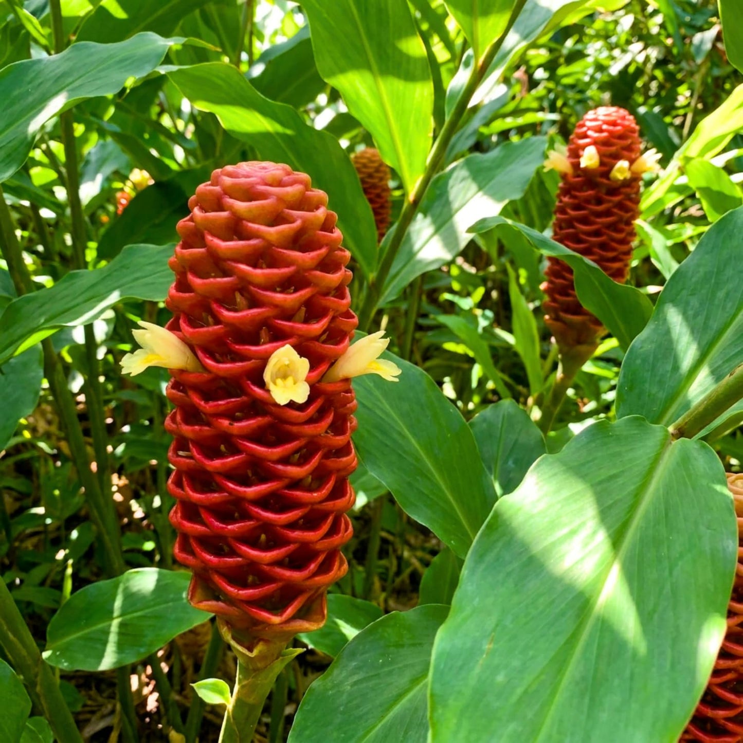 12 Zingiber Zerumbet Shampoo Ginger Roots, Hawaiian Ginger Lily Rhizomes, Pinecone Gingers for Outdoor Garden