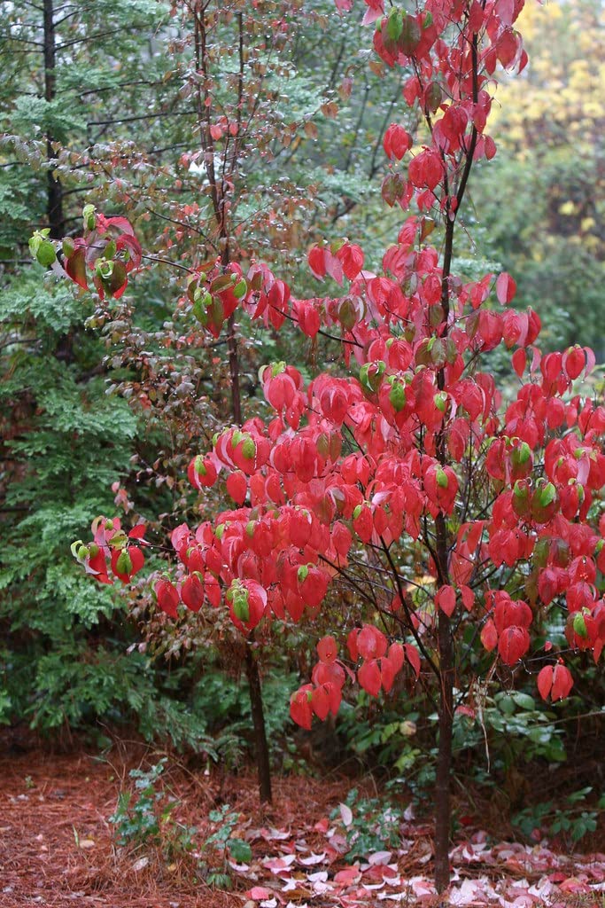 Cherokee Chief Dogwood - Red Flowering Tree - Live Plant Shipped 2 to 3 Feet Tall by DAS Farms
